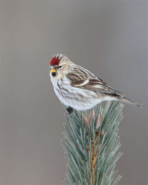 Common Redpoll female - a photo on Flickriver