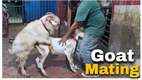 Goat Mating with Chinese Goat at STAR GOATS FARM Asif STD - YouTube