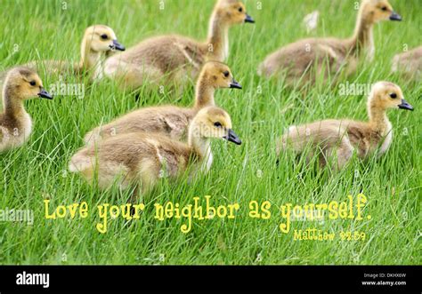 An inspirational Bible verse from Matthew 22:39. Love your neighbor as yourself Stock Photo - Alamy