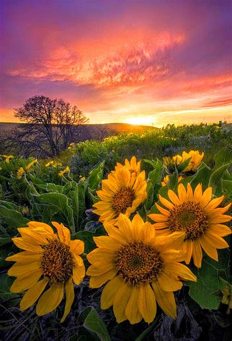 Sign in | Beautiful photos of nature, Beautiful nature, Sunflower fields