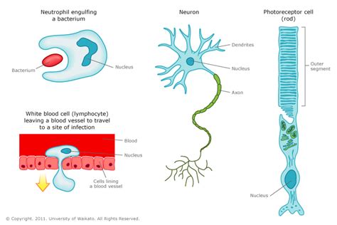 Animal cells and their shapes — Science Learning Hub