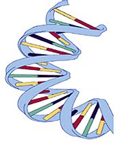 Banana DNA Extraction | Ask A Biologist