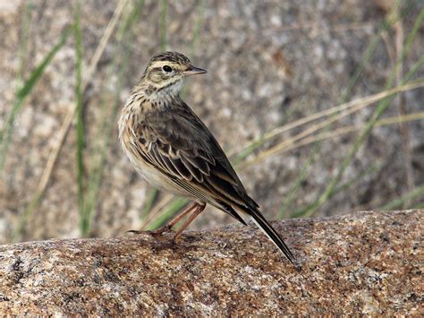 Species profile—Anthus novaeseelandiae (Australasian pipit) | Environment, land and water ...