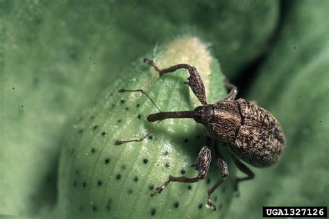 boll weevil (Anthonomus grandis grandis Boheman, 1843)