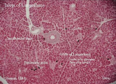 Endocrine Histology - Pancreas Islets of Langerhans