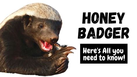 Honey Badger: What Is, How So Powerful, Secret Weakness, Temperament ...