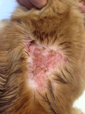 Flea allergy dermatitis - Cat