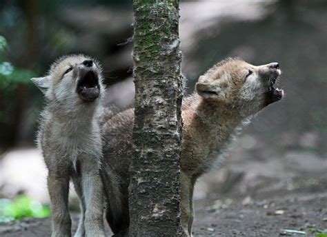 Wolf pups howling (by j.a.kok) | Wolf pup, Wolf dog, Animal companions