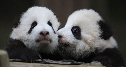 Baby panda twins born at Zoo Atlanta - CSMonitor.com