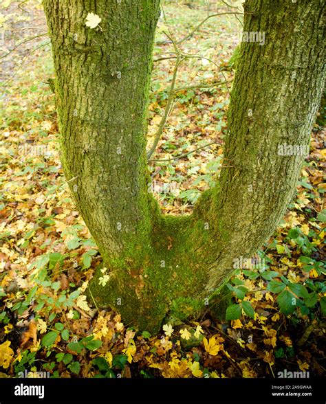 Natural woodland landscapes in an English Autumn Stock Photo - Alamy