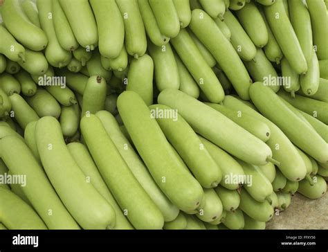 Vegetable , bottle guard , India Stock Photo - Alamy