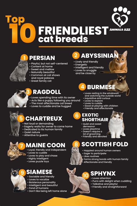 Top 10 friendliest cat breeds - Cat facts! | Cat breeds, All cat breeds ...