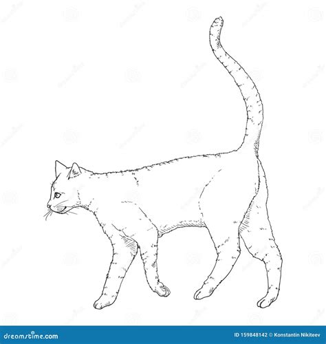 Walking Cat. Vector Sketch Feline Illustration Stock Vector - Illustration of draft, cute: 159848142