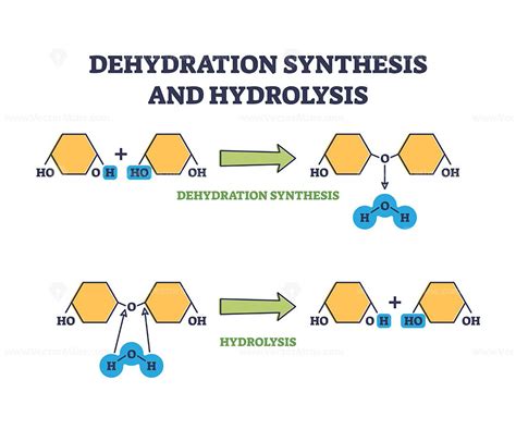 Dehydration synthesis and hydrolysis chemical process stages outline ...