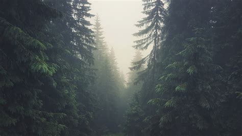 Wallpaper : 3840x2160 px, forest, mist, pine trees, Slovakia, Tatra ...