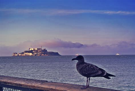 BIRDMAN OF ALCATRAZ | psycam1 | Flickr