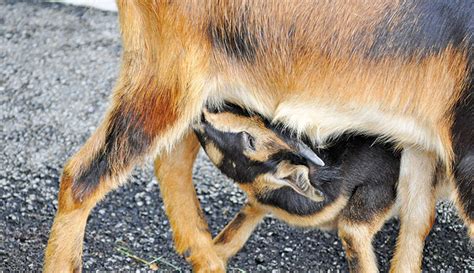 Mastitis Care For Dairy Goats - Hobby Farms