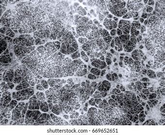 34,266 Mycelium Images, Stock Photos, 3D objects, & Vectors | Shutterstock