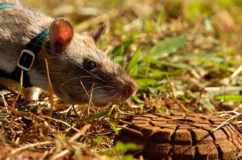 Heroic Rats Sniff Out Landmines In Africa, Could Save 1,000s Of People Worldwide | Bored Panda