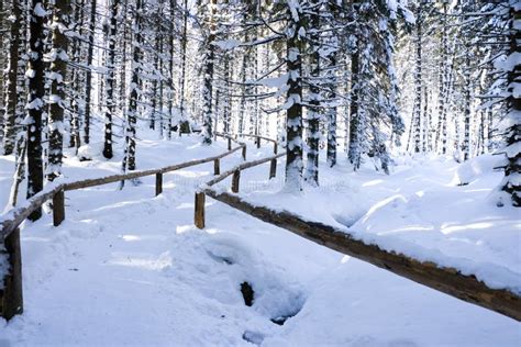 Winter forest scenery stock photo. Image of peak, polish - 23257552