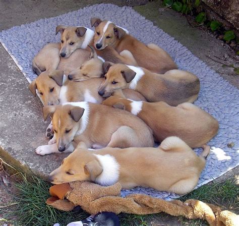 Smooth collie - adorable puppies | Smooth collie, Dog breeds, Puppies