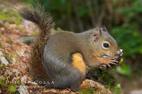 Douglas squirrel, Tamiasciurus douglasii photo, Hoh Rainforest, Olympic ...