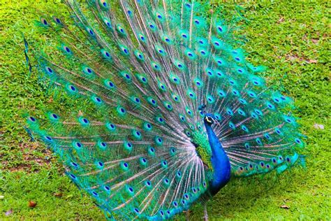 Hình nền Peacock HD - Top Những Hình Ảnh Đẹp