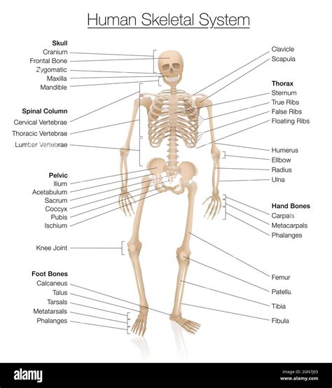 credito Calunnia polmonite skeleton body parts labeled Estroverso ...