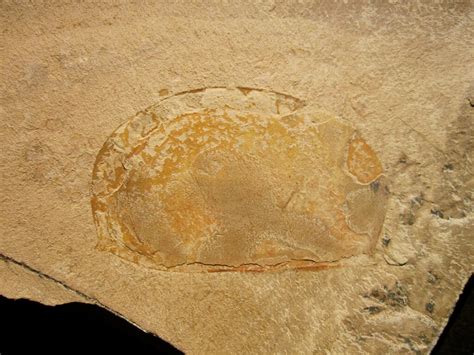 Brachiocaris Fossil