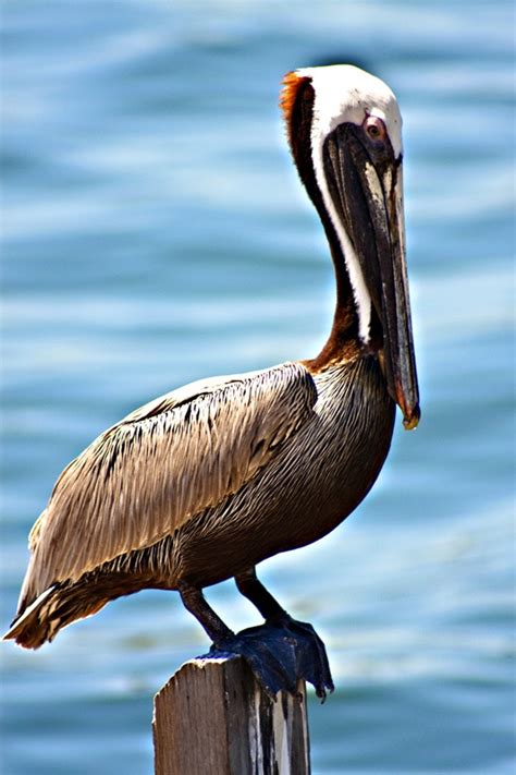 The Brown Pelican is one of only three pelican species found in the ...