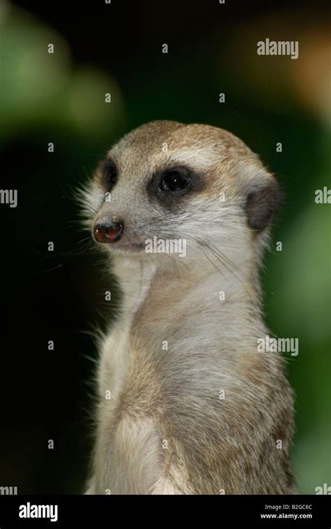 Meerkat on the alert Stock Photo - Alamy