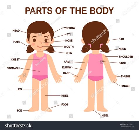 Human Body Parts Diagram On Cute Stock Illustration 1865100727 ...