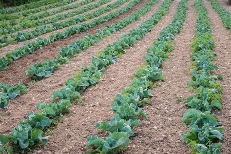 How to Plant Cauliflower in Your Garden (Tricks to Care!)