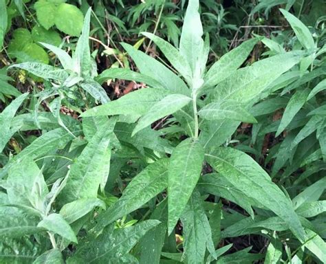 Foraging for Mugwort