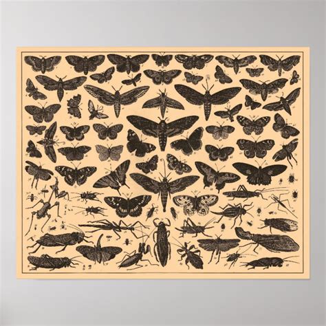 Vintage Insects Poster | Zazzle