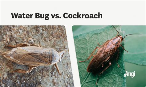 Water Bugs Vs Cockroaches: How To Tell The Difference Kill, 48% OFF