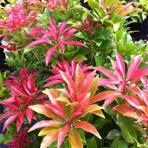 Pieris japonica 'Mountain Fire' from NVK Nurseries