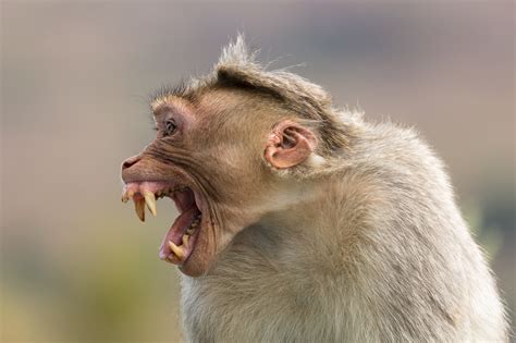 Fun With Rhesus Macaques