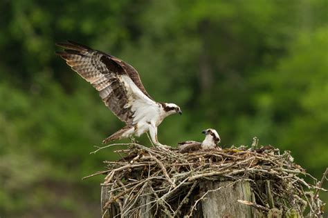 Osprey Nest | Coastal Discovery Museum