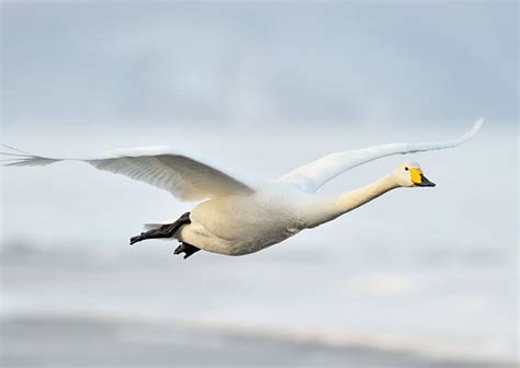 The Whooper Swan - Finland’s National Bird Has A “Whooping” Call