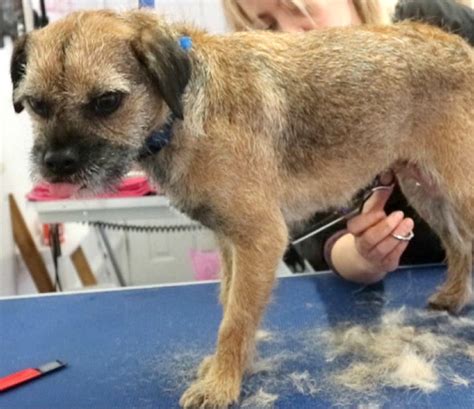 How to Groom a Border Terrier | Petsourcing