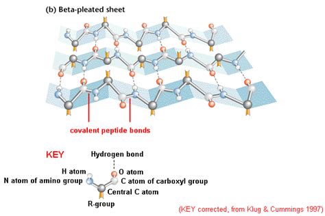 Beta-pleated Sheet