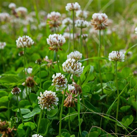 White Sweet Clover - Melilotus albus - Great Basin Seed