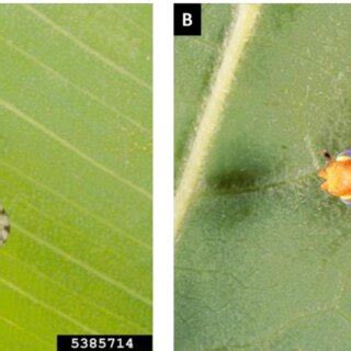 Life cycle of non-EU Tephritidae affecting Asteraceae. See Table 2 for ...