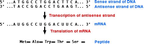 11.10: Antisense RNA - Biology LibreTexts