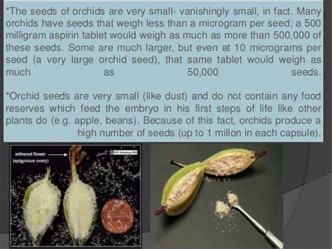 Germination of orchid