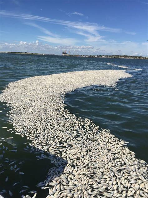 Red Tide - Red tide phenomenon closes Florida beaches | FOR YOU AND ME