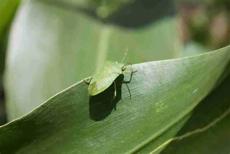 What do leaf bugs eat?