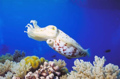 Review Of Dangerous Great Barrier Reef Animals References