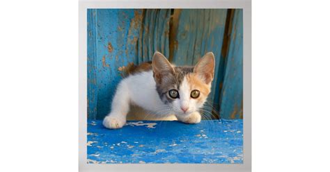 Cute Calico Cat Kitten Funny Curious Eyes Photo .. Poster | Zazzle